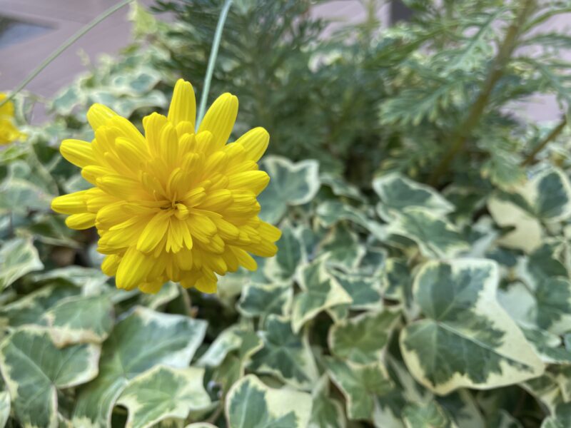 umieモザイクのお花