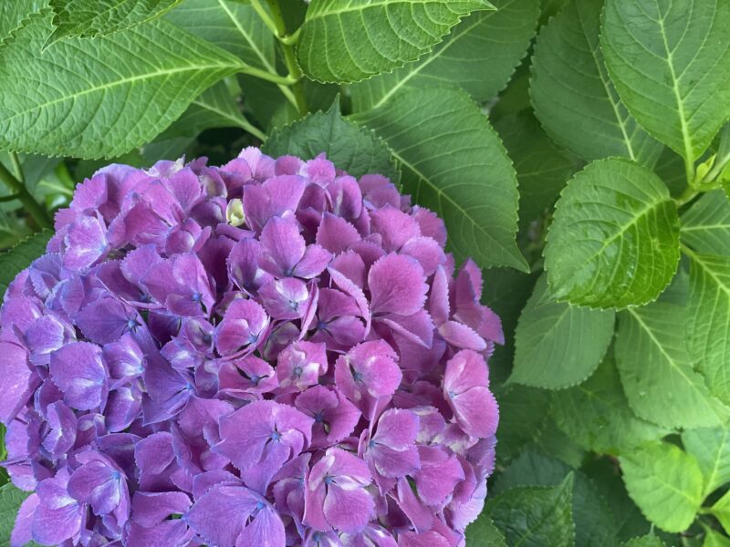 umieモザイクの紫陽花