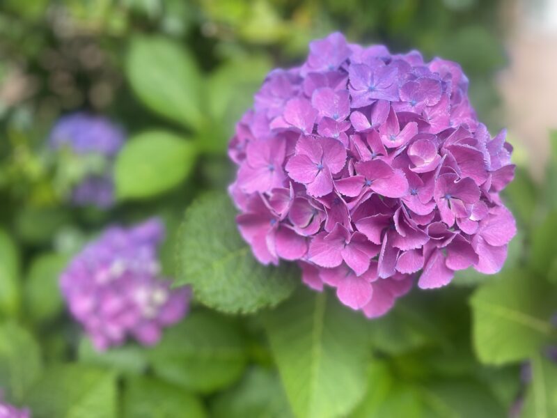梅雨入り