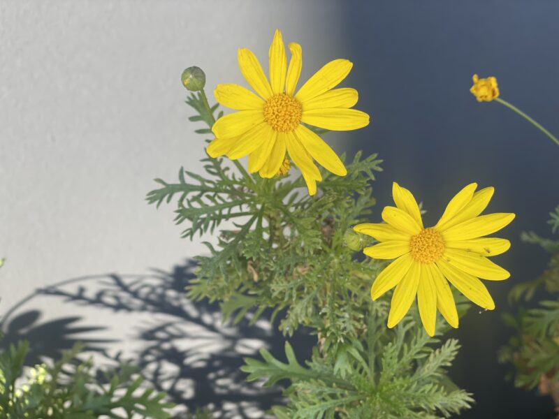 新年の始動です。