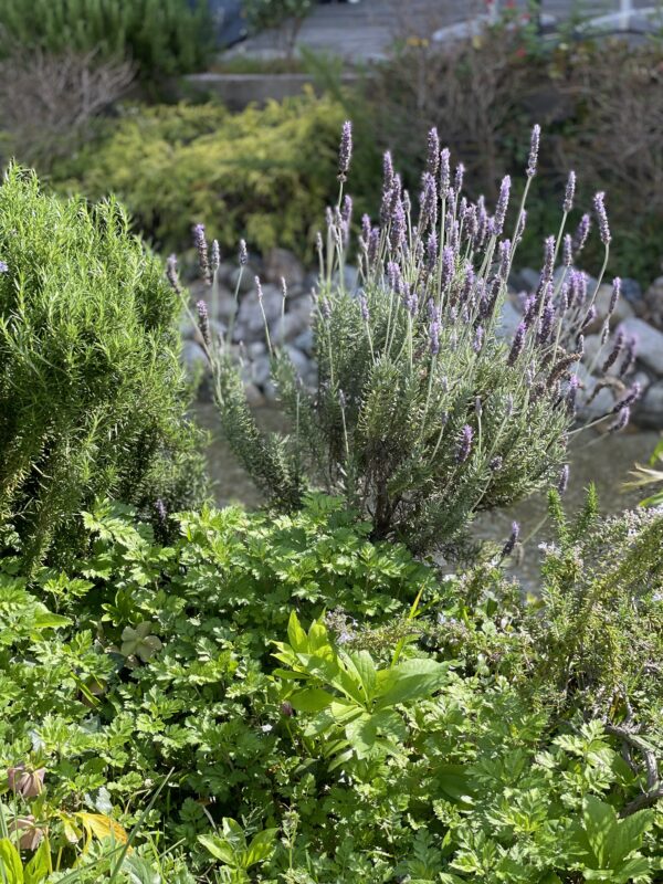 きれいになってきました